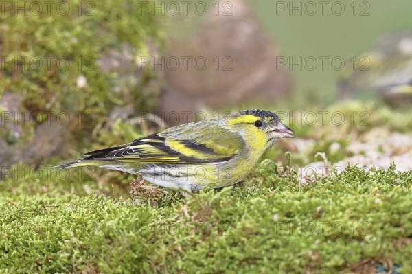 Siskin (Carduelis spinus), male sitting on moss, mossy ground, Wilnsdorf, North Rhine-Westphalia, Germany