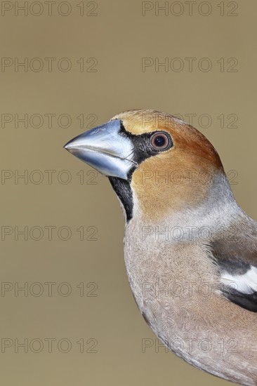 Hawfinch (Coccothraustes coccothraustes), male, animal portrait, Wilnsdorf, North Rhine-Westphalia, Germany