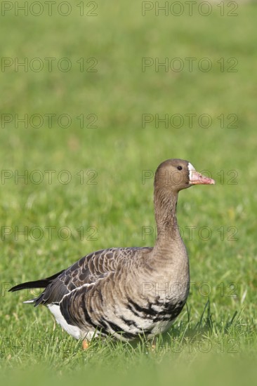 White-fronted goose (Anser albifrons), standing in a meadow in the wintering area, wildlife, Bislicher Insel nature reserve, Xanten, Lower Rhine, North Rhine-Westphalia, Germany
