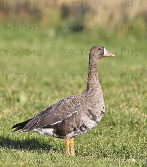 White-fronted goose (Anser albifrons), standing in a meadow in the wintering area, wildlife, Bislicher Insel nature reserve, Xanten, Lower Rhine, North Rhine-Westphalia, Germany