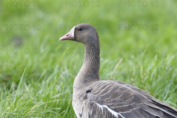 White-fronted goose (Anser albifrons), standing in a meadow in the wintering area, wildlife, Bislicher Insel nature reserve, Xanten, Lower Rhine, North Rhine-Westphalia, Germany