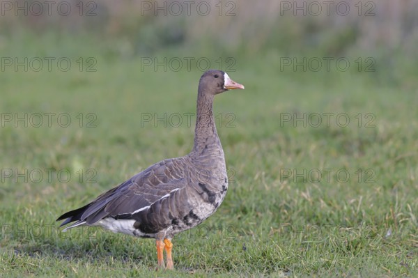 White-fronted goose (Anser albifrons), standing in a meadow in the wintering area, wildlife, Bislicher Insel nature reserve, Xanten, Lower Rhine, North Rhine-Westphalia, Germany