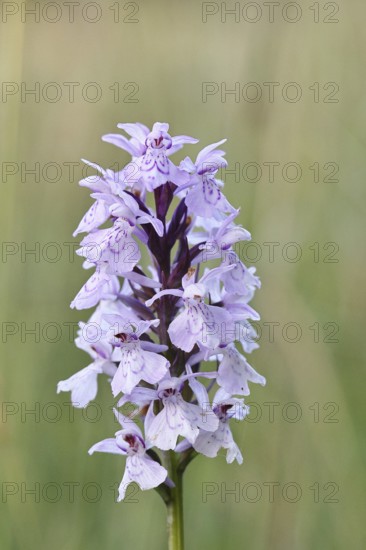 Moorland spotted orchid (Dactylorhiza maculata), inflorescence, close-up, Wilnsdorf, North Rhine-Westphalia, Germany