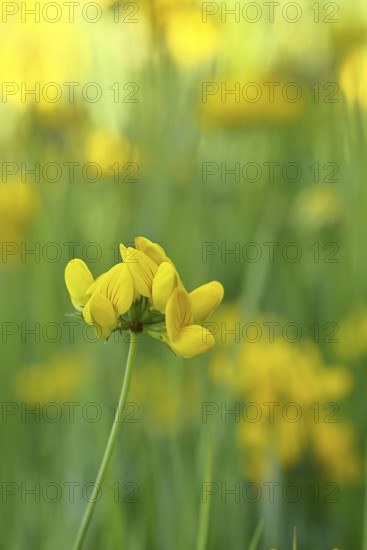 Bird's-foot Trefoil, Bird's-foot Trefoil (Lotus corniculatus), yellow flower in a meadow, Wilnsdorf, North Rhine-Westphalia, Germany