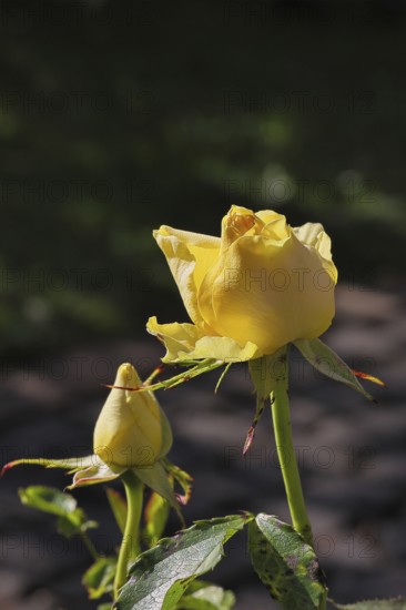 Rose (Rosa sp.), yellow blossom in a garden, Wilnsdorf, North Rhine-Westphalia, Germany