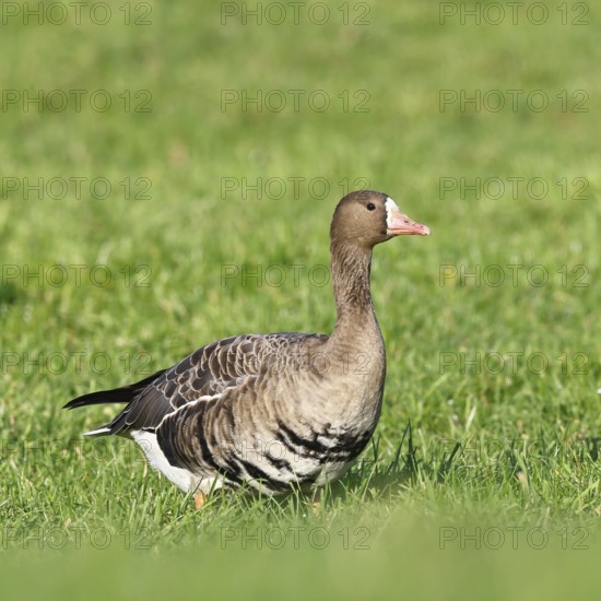 White-fronted goose (Anser albifrons), standing in a meadow in the wintering area, wildlife, Bislicher Insel nature reserve, Xanten, Lower Rhine, North Rhine-Westphalia, Germany