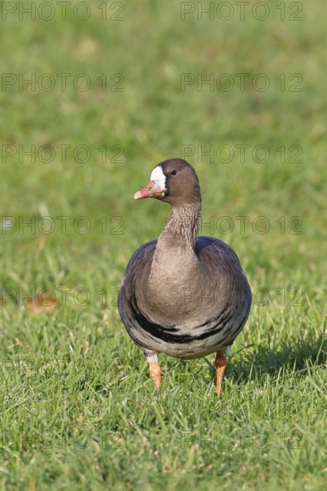 White-fronted goose (Anser albifrons), standing in a meadow in the wintering area, wildlife, Bislicher Insel nature reserve, Xanten, Lower Rhine, North Rhine-Westphalia, Germany