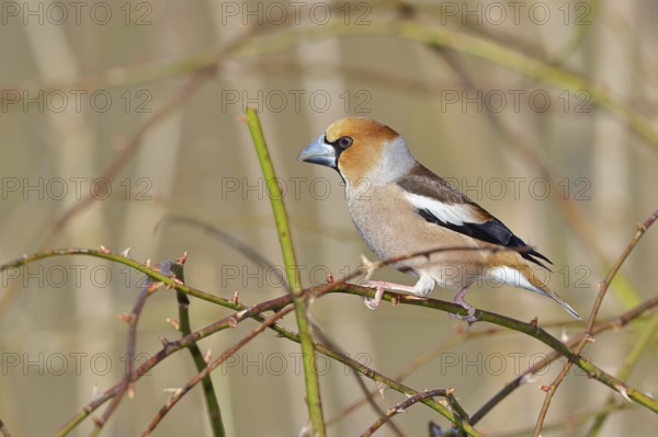 Hawfinch (Coccothraustes coccothraustes), male, sitting in a thorn bush, wildlife, colourful plumage, animals, finches, birds, Wilnsdorf, North Rhine-Westphalia, Germany