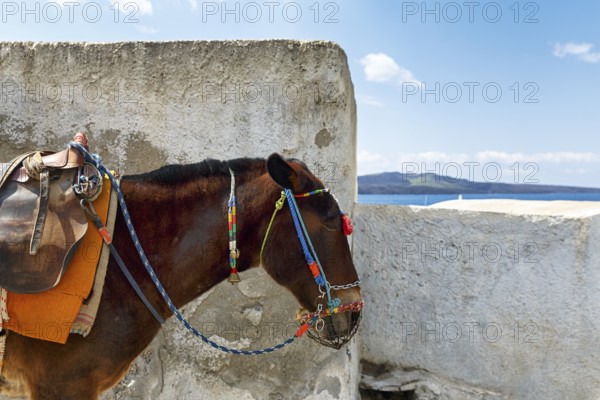 Donkey, mule, donkey riding for tourists, Fira, Thira, Santorini, Cyclades, Greece