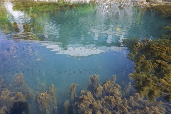 Lippe spring, waters with algae, Bad Lippspringe, climatic health resort, Westphalia, North Rhine-Westphalia, Germany