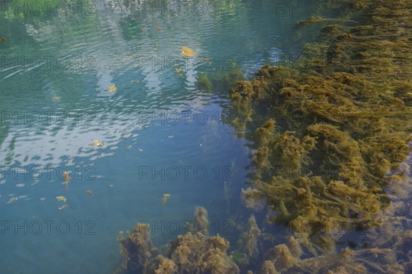 Lippe spring, waters with algae, Bad Lippspringe, climatic health resort, Westphalia, North Rhine-Westphalia, Germany