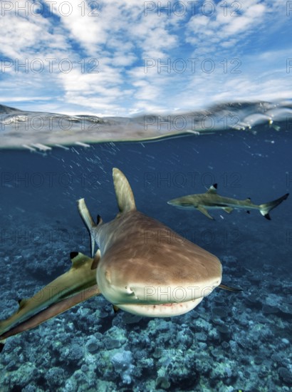 Snapshot of mock attack Attack by Grey reef shark (Carcharhinus amblyrhynchos) swimming fast shooting into shallow water over coral reef with eyes closed towards viewer, Pacific Ocean