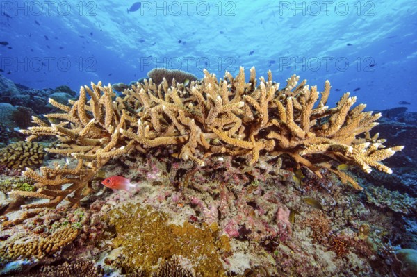 Small colony of staghorn corals (Acropora robusta) growing on coral block of reef-building hard corals (Acropora) stony coral, Red Sea, Egypt