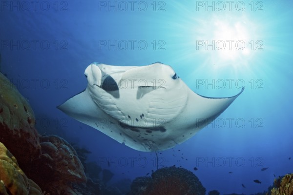 Backlit photograph of reef manta ray (Manta alfredi) floating floats stands over coral block in coral reef, Pacific Ocean, Yap Island, Yap State, Caroline Islands, FSM, Federated States of Micronesia, Australia, Oceania