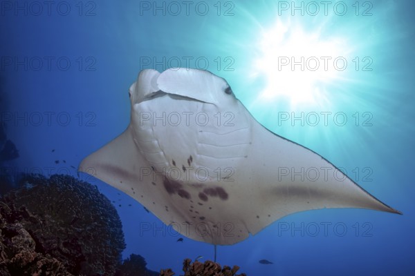 Backlit photograph of reef manta ray (Manta alfredi) floating floats stands over coral block in coral reef, Pacific Ocean, Yap Island, Yap State, Caroline Islands, FSM, Federated States of Micronesia, Australia, Oceania