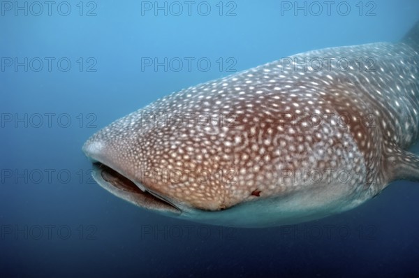 Head of whale shark (Rhincodon typus) with typical pattern, Pacific Ocean, Philippine Sea, Philippines
