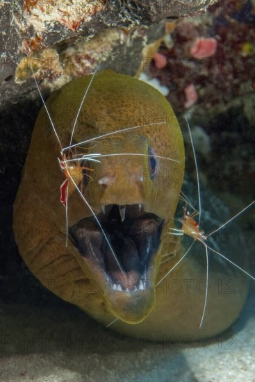 Symbiosis symbiotic behaviour in coral reef of predatory fish Giant moray eel (Gymnothorax javanicus) looks at observer has mouth wide open two white-banded cleaner shrimps (Lysmata grabhami) partner shrimps remove parasites, Pacific Ocean