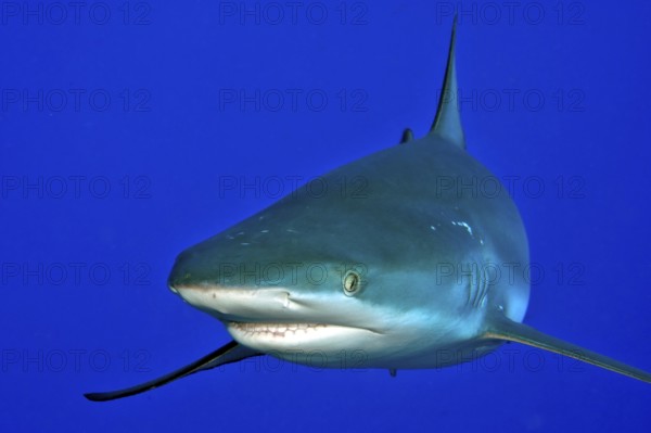Close-up of Grey reef shark (Carcharhinus amblyrhynchos) swimming towards observer too close to observer, Indian Ocean, Maldives