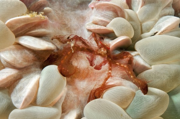 Orang-utan crab (Achaeus japonicus) Orang-utan crab walks over sits on bubble coral (Plerogyra sinuosa), Philippine Sea, Indian Ocean, Visayas, Philippines