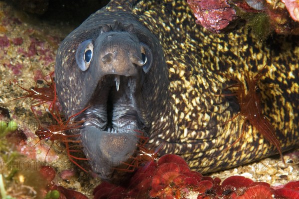 Four specimens of bristletail cleaner shrimp (Lysmata seticaudata) sitting on head body of Mediterranean moray eel (Muraena helena) Mediterranean moray eel opens mouth wide showing pointed teeth, Mediterranean Sea, Elba, Tuscany, Tuscan Islands, Italy