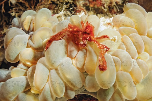 Orang-utan crab (Achaeus japonicus) (syn. Inachus japonicus) sitting on bubble anemone (Entacmaea quadricolor) looking directly at viewer, Pacific Ocean, Philippine Sea, Moalboal, Cebu, Visayas, Philippines
