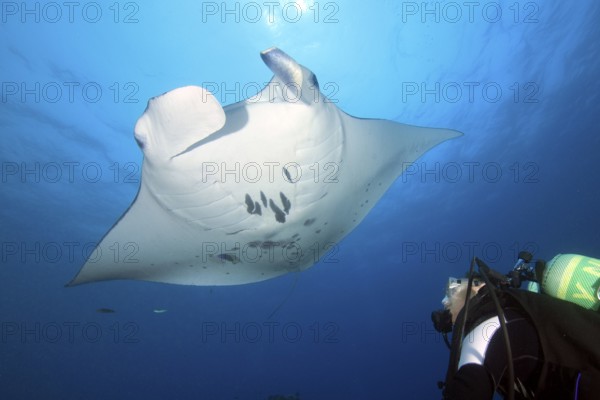 Diver observing peaceful harmless reef manta ray (Manta alfredi) giant ray at close range, common name devil ray, Pacific Ocean, Yap Island, Yap State, Caroline Islands, FSM, Federated States of Micronesia, Australia, Oceania