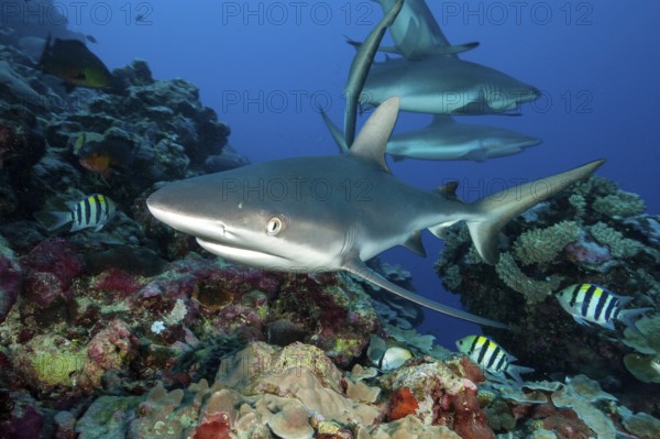 Small group of Grey reef sharks (Carcharhinus amblyrhynchos) swimming for prey through tropical coral reef, Pacific Ocean