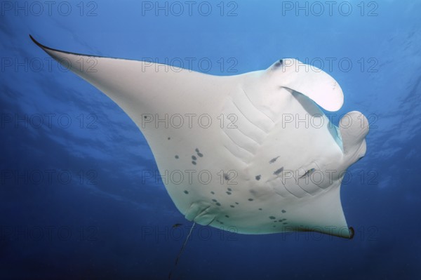 Backlit photograph of giant ray (Manta birostris) plankton eater swimming through open sea blue water, Indian Ocean, Maldives