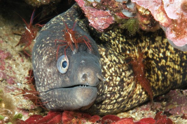 Four specimens of bristletail cleaner shrimp (Lysmata seticaudata) sitting on the head body of Mediterranean moray eel (Muraena helena) Mediterranean moray eel, Mediterranean Sea, Elba, Tuscany, Tuscan Islands, Italy