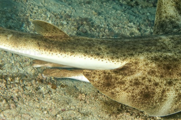 Close-up of sexual characteristics clasper under body tail base of male specimen of angel shark (Squatina squatina) Sea angel, East Atlantic, Fuerteventura, Canary Islands, Spain