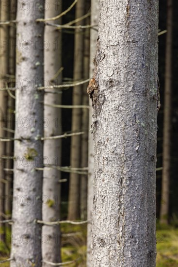 Close up at a spruce tree trunk in a coniferous forest