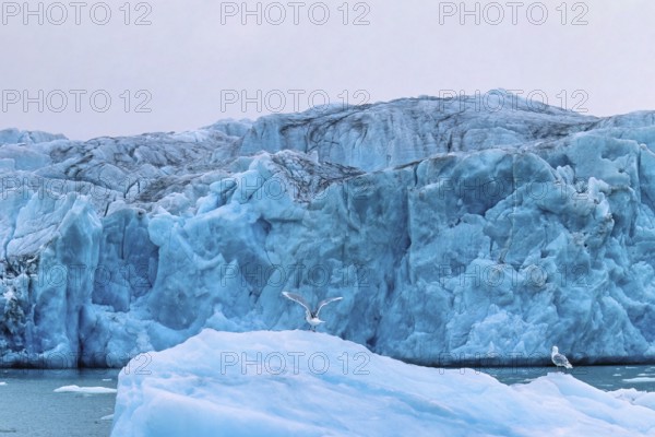 Seagull with flapping wings on an iceberg at a glacier by the sea, Svalbard, Norway