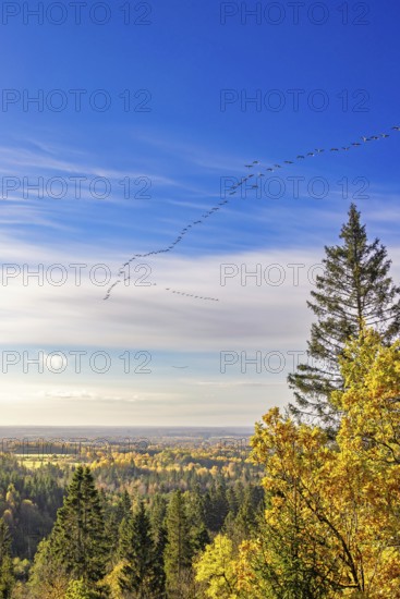 Flock of geese flying in formation at a blue sky at a beautiful autumn landscape view