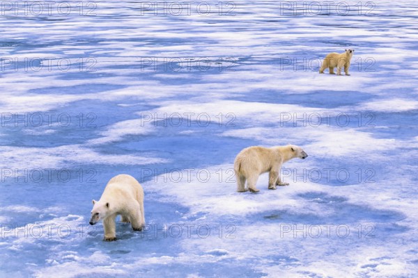 Polar bears (Ursus maritimus) on melting ice in the Arctic, Svalbard, Norway