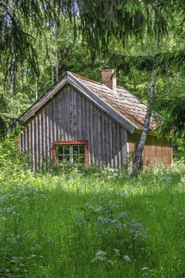 Idyllic wooden cottage in a glade by a spruce forest with a meadow of blooming wildflowers in summer, Sweden