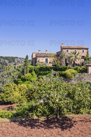 Lemon orchard on a farmland with a farmstedt on a hill in the countryside a sunny summer day, Mallorca, Spain