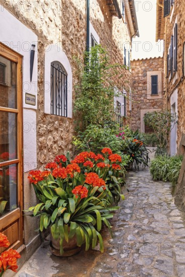 Picturesque alley with beautifully blooming flowers by the wall at an entrance to a residential house, Fornalutx, Mallorca, Spain