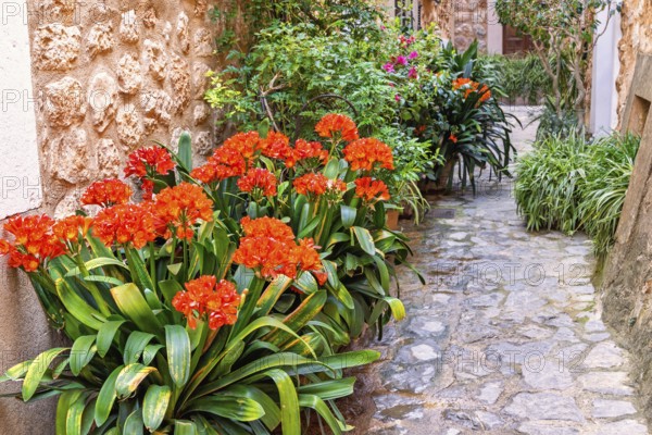 Flowers in bloom and green plants in an idyllic cobblestone alley, Fornalutx, Mallorca, Spain