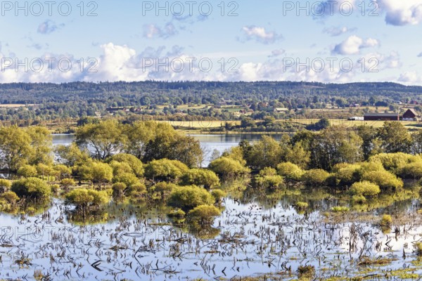Flooded wetland with green bushes in a rural landscape a sunny summer day, Hornborgasjön, Sweden