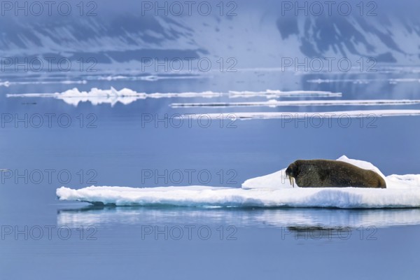 Walrus (Odobenus rosmarus) lying on an ice floe in arctic waters, Svalbard, Norway
