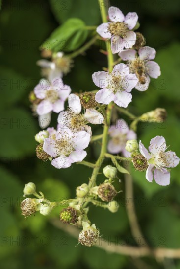 Wild blackberry (Rubus fruticosus), flower, close-up, North Rhine-Westphalia, Germany