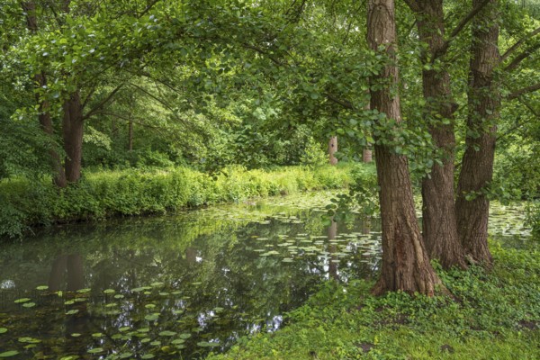 Water lilies (Nuphar lutea) on the river Ems, trees on the bank, Rheda-Wiedenbrück, Westphalia, North Rhine-Westphalia, Germany