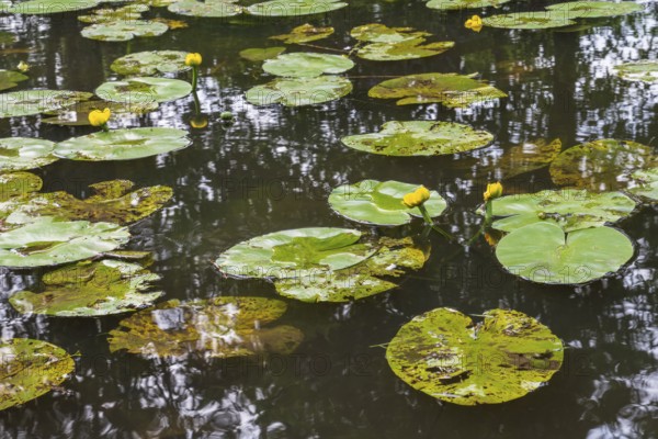 Blooming water lily (Nuphar lutea) on the river Ems, Rheda-Wiedenbrück, Westphalia, North Rhine-Westphalia, Germany