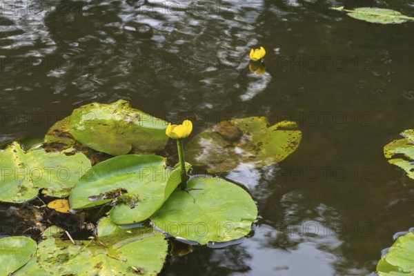 Blooming water lily (Nuphar lutea) on the river Ems, Rheda-Wiedenbrück, Westphalia, North Rhine-Westphalia, Germany