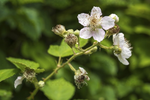 Wild blackberry (Rubus fruticosus), flower, close-up, North Rhine-Westphalia, Germany