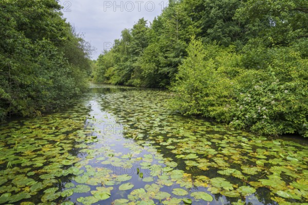 Water lilies (Nuphar lutea) on the river Ems, trees on the bank, Rheda-Wiedenbrück, Westphalia, North Rhine-Westphalia, Germany