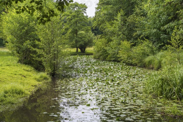 Water lilies (Nuphar lutea) on the river Ems, trees on the bank, Rheda-Wiedenbrück, Westphalia, North Rhine-Westphalia, Germany