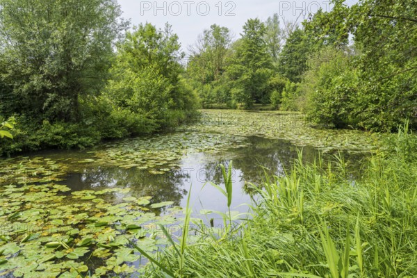 Water lilies (Nuphar lutea) on the river Ems, trees on the bank, Rheda-Wiedenbrück, Westphalia, North Rhine-Westphalia, Germany