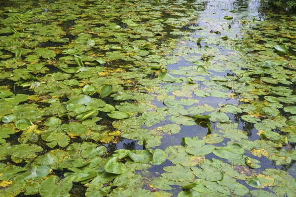 Water lilies (Nuphar lutea) on the River Ems, Rheda-Wiedenbrück, Westphalia, North Rhine-Westphalia, Germany