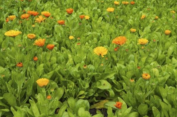 Field with marigolds (Calendula officinalis), North Rhine-Westphalia, Germany